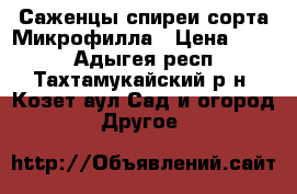 Саженцы спиреи сорта Микрофилла › Цена ­ 300 - Адыгея респ., Тахтамукайский р-н, Козет аул Сад и огород » Другое   